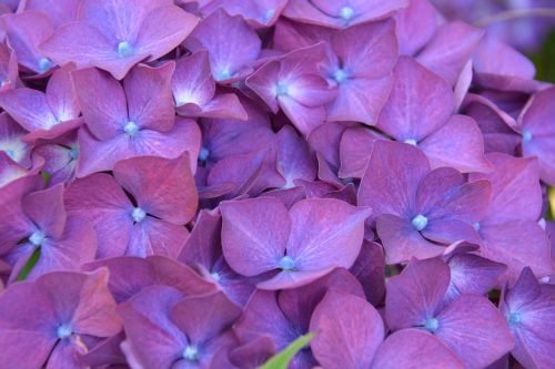 hydrangea flower shrub