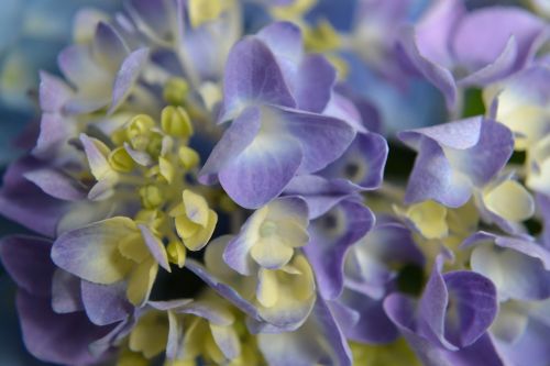 hydrangea purple flower