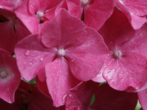 hydrangea pink autumn