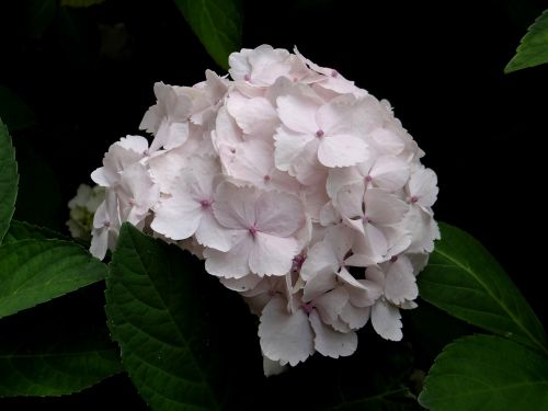 hydrangea flower light pink
