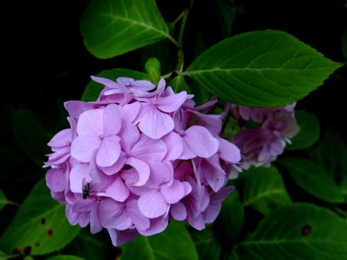 hydrangea flower purple