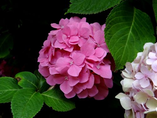 hydrangea flower pink