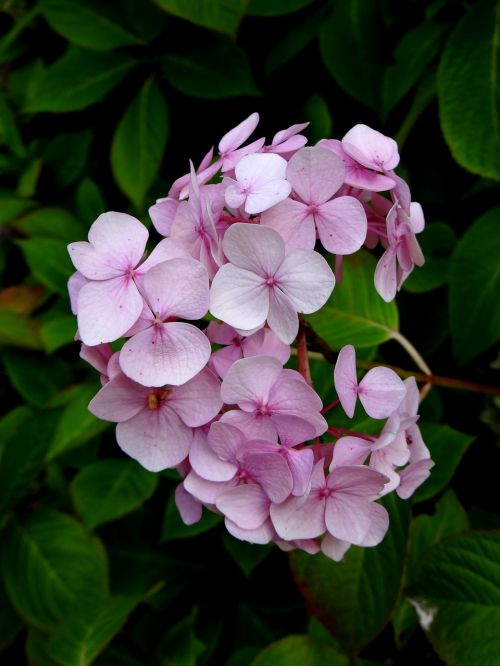 hydrangea flower pink
