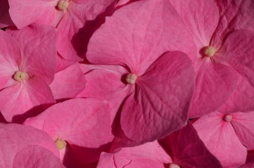 hydrangea flower blossom