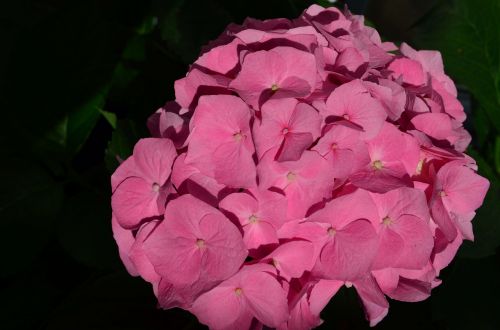 hydrangea flower blossom