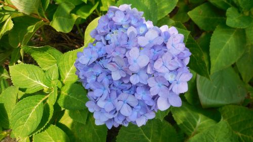 hydrangea flower blue