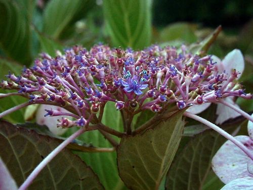 hydrangea purple white