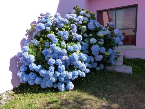 hydrangea blue petals bush