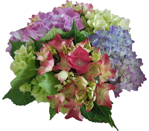 hydrangea flowers garden plant