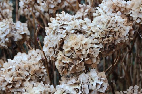 hydrangea faded plant