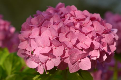 hydrangea bush flower