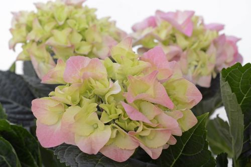 hydrangea flower blossom