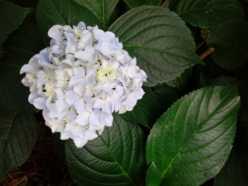 hydrangea pure white hydrangea