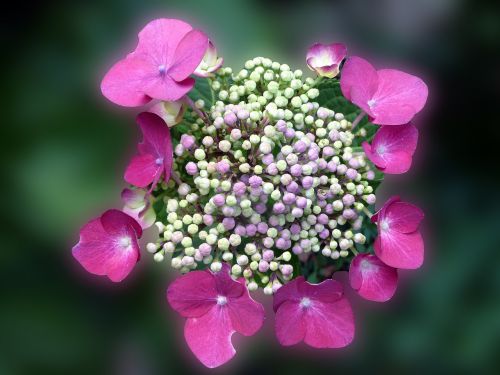 hydrangea blossom bloom