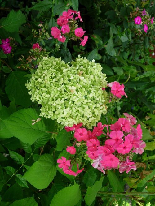 hydrangea phlox colorful