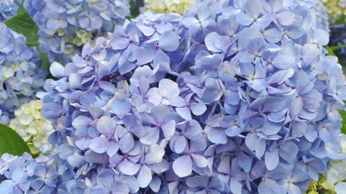 hydrangea flowers nature