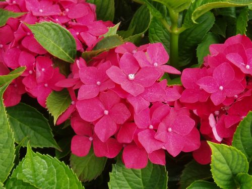 hydrangea red flower