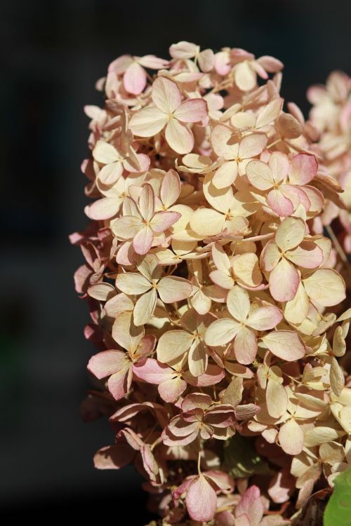 hydrangea flower dried-up