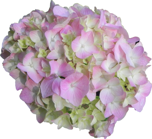 hydrangea flower pink