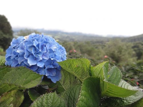 hydrangea flower blue