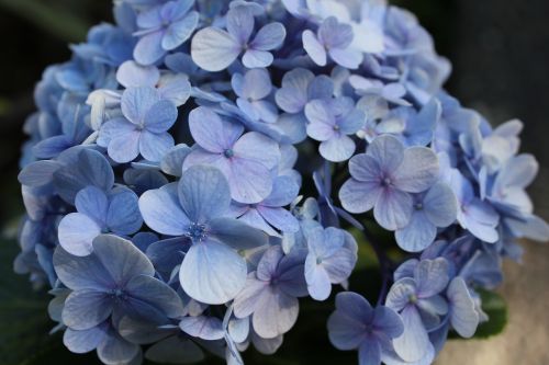 hydrangea flower blue