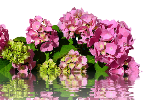hydrangea isolated blossom