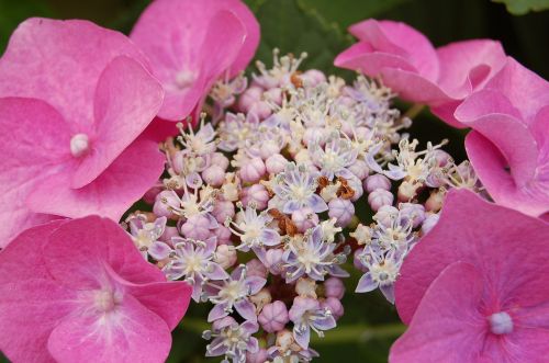 hydrangea mother's day pink