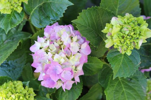 hydrangea pastel flower