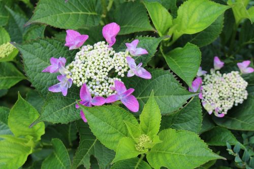 hydrangea purple garden