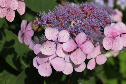 hydrangea purple garden