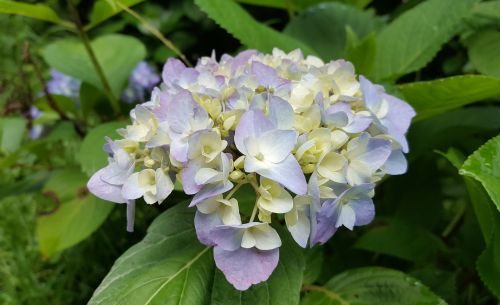 hydrangea purple spring