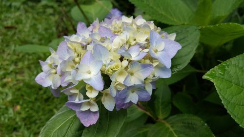 hydrangea lavender spring