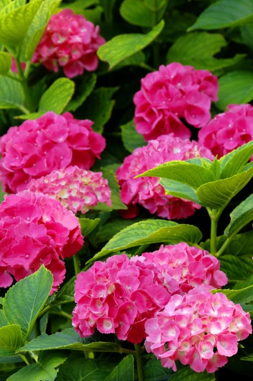 hydrangea pink floral