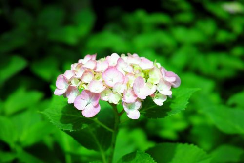 hydrangea in the early summer japan