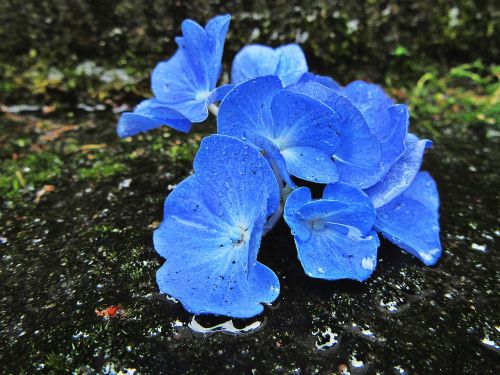 hydrangea blue flowers
