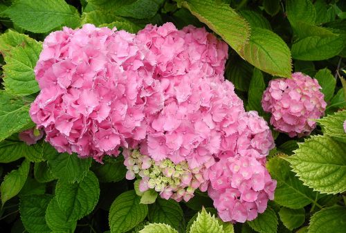 hydrangea flower pink hydrangea