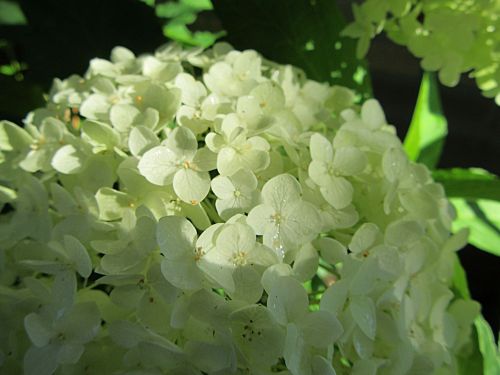 hydrangea sunlight white