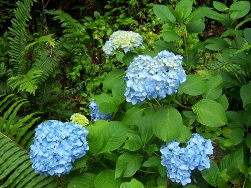 hydrangea flower blue
