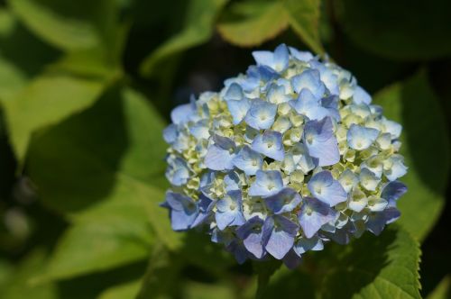 hydrangea flowers flower