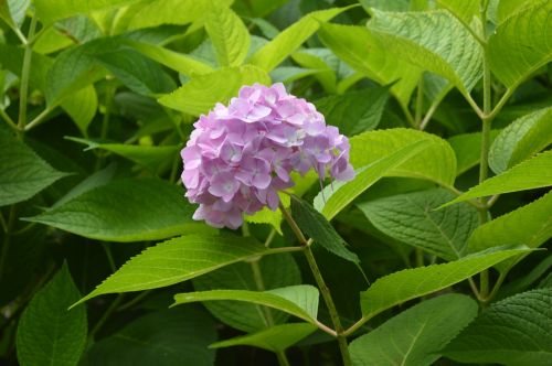 hydrangea freshness blossom