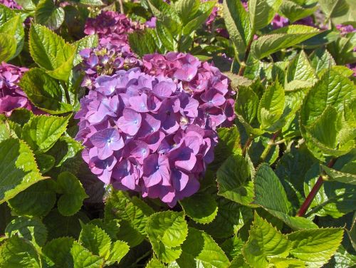 hydrangea hydrangeas flowers