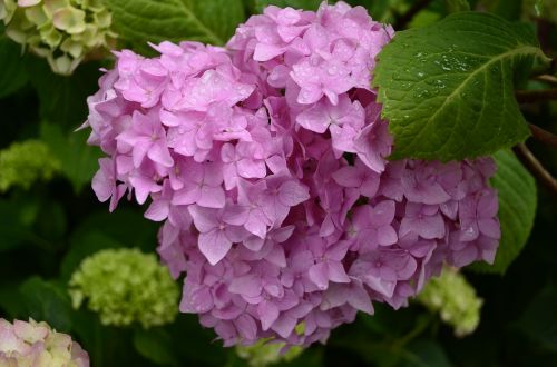 hydrangea flower summer