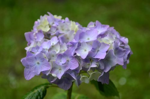 hydrangea flower lilac