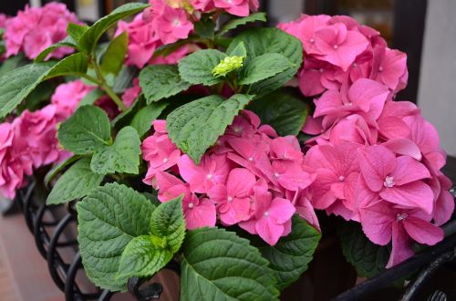 hydrangea pink pink flower