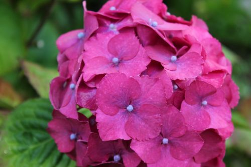 hydrangea violet pink