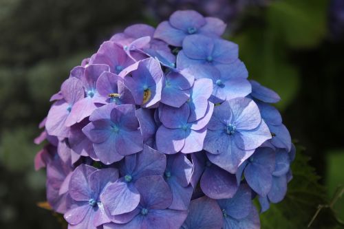 hydrangea violet pink