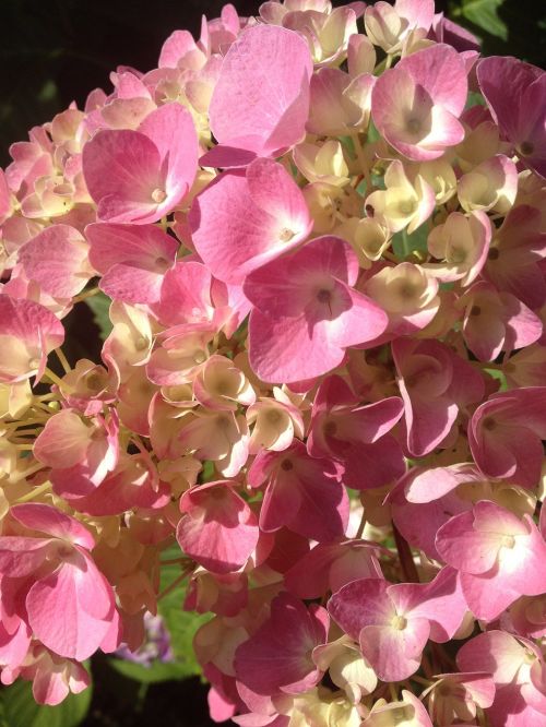 hydrangea pink blossom