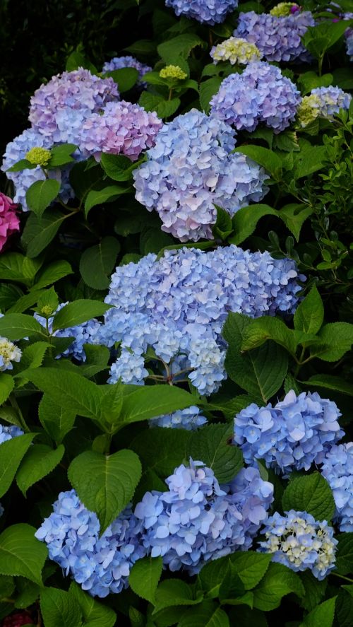 hydrangea summer flower