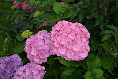 hydrangea flower violet