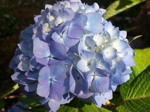 hydrangea flower blue